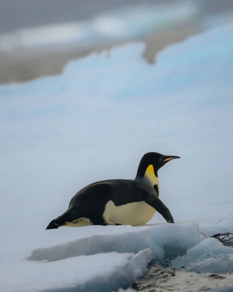 Імператор Пінгвін Натарктиці Стоїть Ходить Снігу Фото — стокове фото