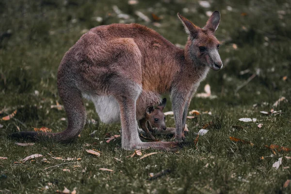 Kangaroo Mother and Baby in Pouch. Female red kangaroo in the wild. Australia, Queensland, new South wales