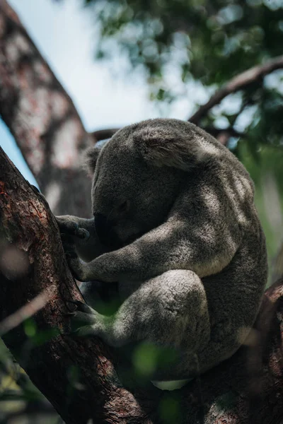 Koala Riposare Dormire Sul Suo Albero Con Sorriso Carino Australia — Foto Stock