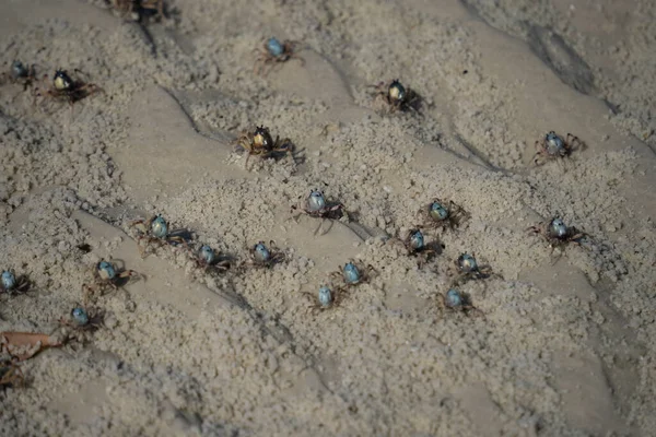 Soldier Crab Close Beach East Coast Australia — Stock Photo, Image