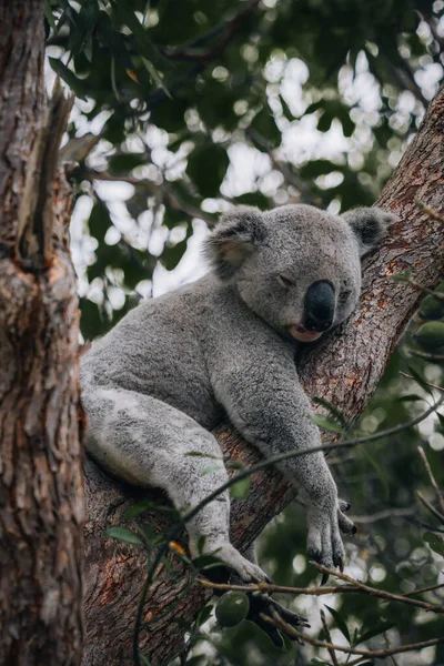 Koala Reposant Dormant Sur Son Arbre Avec Sourire Mignon Australie — Photo