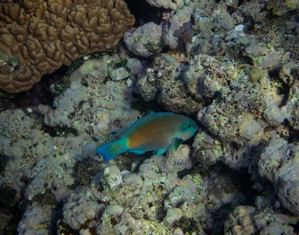 Greenbelly Parrotfish Scarus Falcipinnis Australia — Stock Photo, Image