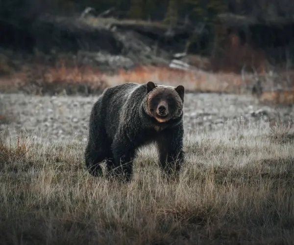 Zbliżenie Niedźwiedzia Grizzly Ursus Arctos Horribilis Atlin Kolumbia Brytyjska Kanada — Zdjęcie stockowe