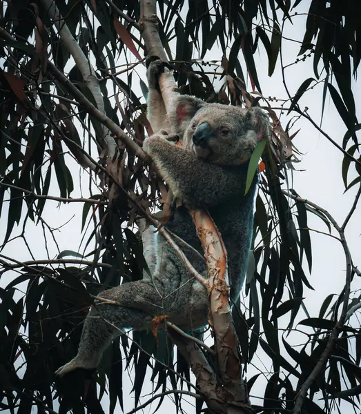 마그네틱 아일랜드 타운즈빌 퀸즈랜드 오스트레일리아에서 유칼립투스 나무의 지점의 부드러운 껍질에 — 스톡 사진