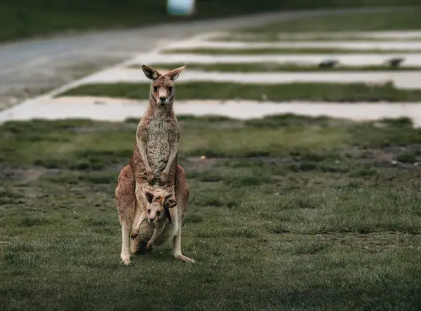 Australian Western Grey Kangaroo Baby Joey Pouch New South Wales — Stock Photo, Image