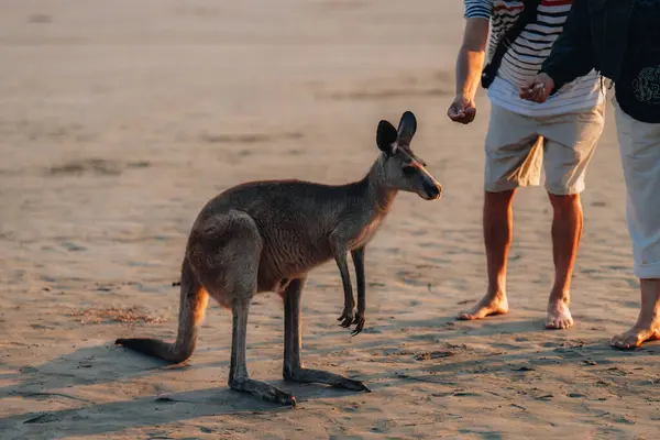 Kangaroo Στην Παραλία Κατά Την Ανατολή Του Ηλίου Στο Ακρωτήριο — Φωτογραφία Αρχείου