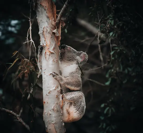 Koala Smooth Bark Big Branch Leaves Eucalyptus Tree Magnetic Island — Stock Photo, Image