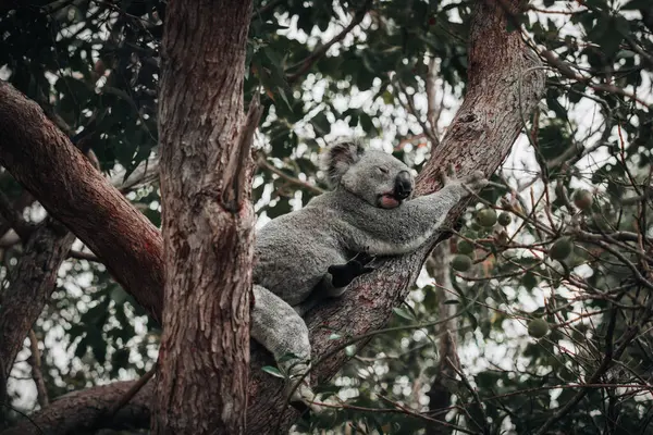 Koala Pada Kulit Halus Cabang Besar Bawah Daun Pohon Eukaliptus — Stok Foto