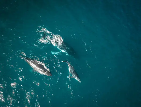 Humpback Whale Calf Aerial Drone Shot Sleeping Surface Ocean Australia — Stock Photo, Image