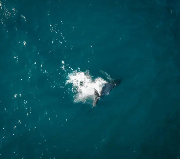 Humpback Whale Calf Aerial Drone Shot Sleeping Surface Ocean Australia — Stock Photo, Image