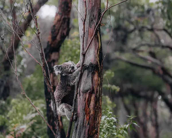 Koala Estado Salvaje Con Chicle Great Ocean Road Australia Algún — Foto de Stock