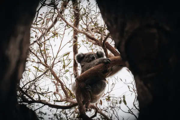 Koala Wild Gum Tree Great Ocean Road Australia Somewhere Kennet — Stock Photo, Image