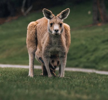 Avustralya batısı gri kangurusu kesesinde bebek Joey, Yeni Güney Galler, Avustralya.