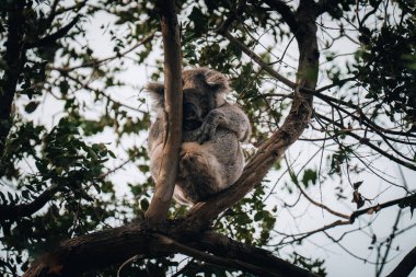 Koala in the wild with gum tree on the Great Ocean Road, Australia. Somewhere near Kennet river. Victoria, Australia clipart