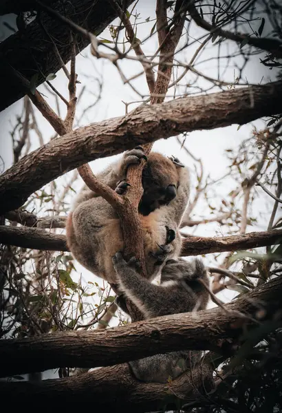 Koala État Sauvage Avec Chewing Gum Sur Great Ocean Road Image En Vente