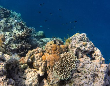Büyük Set Resifi Queensland, Avustralya 'nın çeşitli balık çeşitleri ve renkli mercanlarıyla sualtı fotoğrafı. Ekolojik seyahat kavramı
