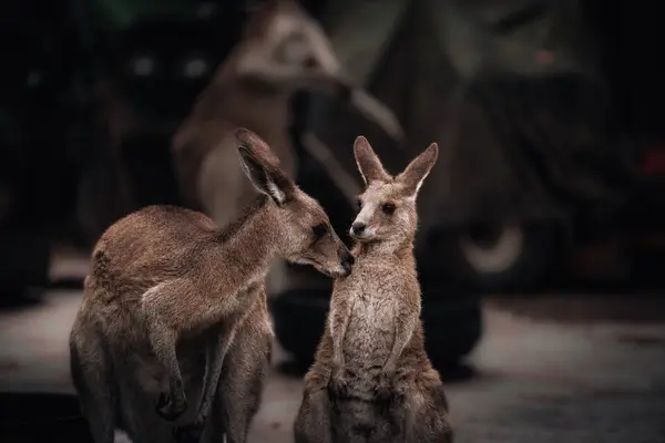 Kanguru Wallaby Gölün Kıyısındaki Çimlerde Saklanıyor Avustralya Yaban Hayatı Queensland — Stok fotoğraf