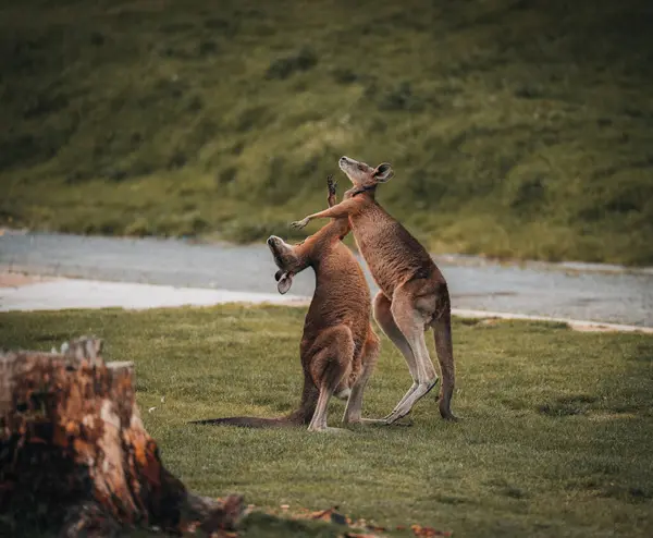 Macropus Giganteus Avustralya Tazmanya Birbirleriyle Savaşan Iki Doğu Gri Kanguru — Stok fotoğraf