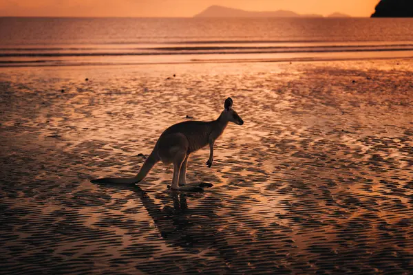Кангару Пляжі Під Час Сходу Сонця Національному Парку Мису Гіллсборо Ліцензійні Стокові Фото