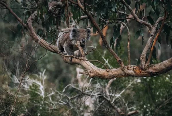 stock image Koala in the wild with gum tree on the Great Ocean Road, Australia. Somewhere near Kennet river. Victoria, Australia