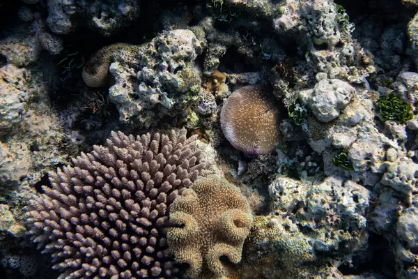 Підводні Фотографії Різноманітними Рибами Барвистим Коралом Великого Бар Єрного Рифу Стокове Зображення