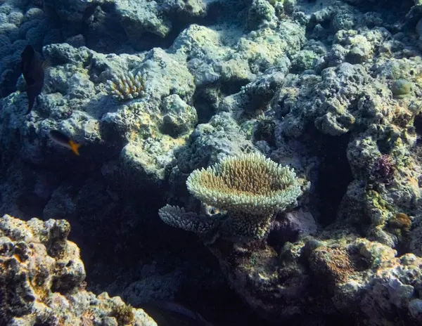 Підводні Фотографії Різноманітними Рибами Барвистим Коралом Великого Бар Єрного Рифу Стокове Фото
