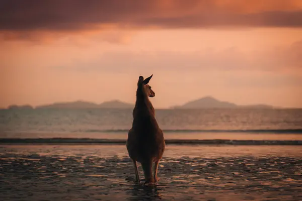 Кенгуру Пляже Время Восхода Солнца Национальном Парке Кейп Хиллсборо Маккей Стоковое Изображение