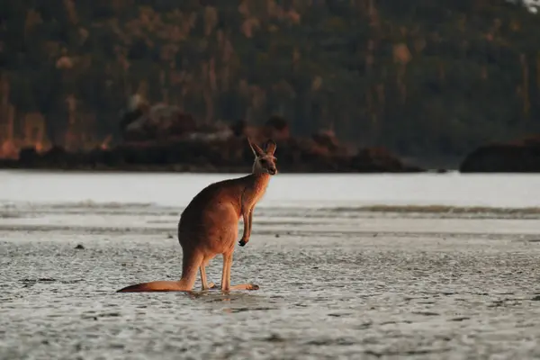 Kangaroo Stranden Soluppgången Cape Hillsborough Nationalpark Mackay Queensland Australien Stockbild