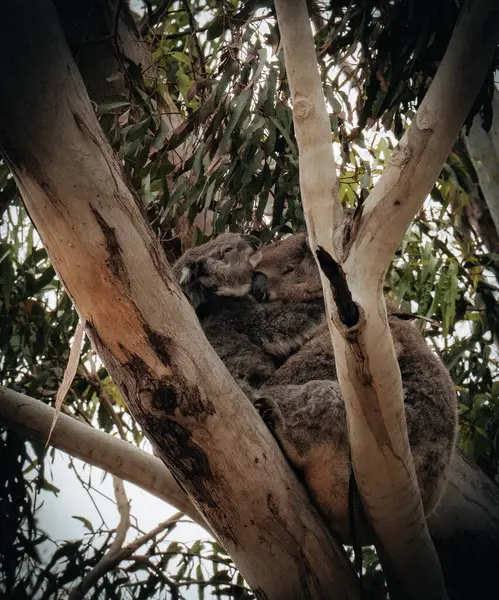 Kobieta Wiktoriańska Koala Joey Baby Child Plecach Spoczywa Gładkiej Krze Obrazek Stockowy