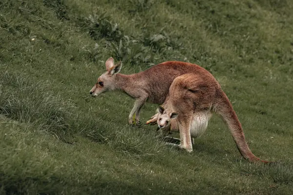 Australiska Västra Grå Känguru Med Baby Joey Pung Nya Södra Royaltyfria Stockbilder