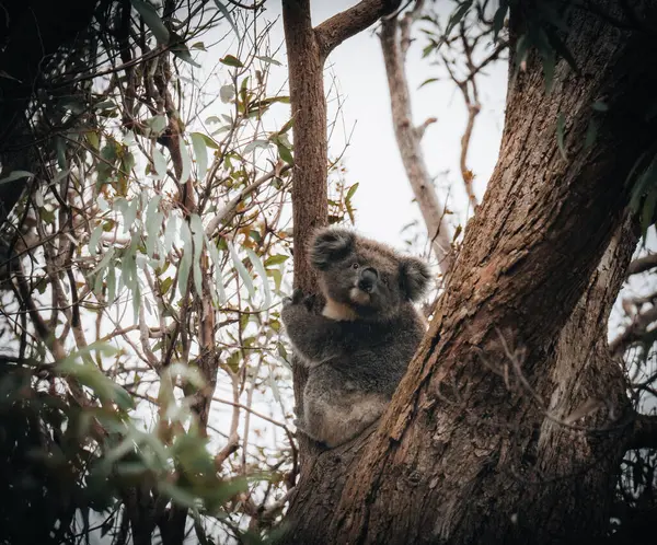 Koala Det Vilda Med Tuggummi Träd Great Ocean Road Australien Stockbild