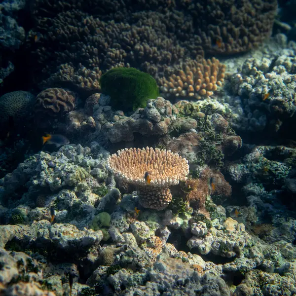 Όμορφη Τροπικό Κοραλλιογενή Ύφαλο Κοπάδια Κόκκινο Κοράλλι Ψάρια Anthias Υπέροχος — Φωτογραφία Αρχείου