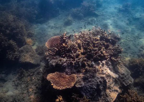 Undervattensutsikt Över Korallrevet Livet Tropiska Vatten Magnetön Tropical North Queensland Stockbild