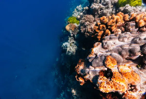 Levande Korallrev Med Hundratals Glas Fisk Yongala Fartyg Vraket Stora Stockbild