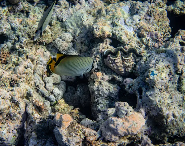 Piękna Tropikalna Rafa Koralowa Ławicą Lub Czerwonymi Koralowymi Rybami Anthias Zdjęcia Stockowe bez tantiem