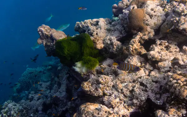 Piękna Tropikalna Rafa Koralowa Ławicą Lub Czerwonymi Koralowymi Rybami Anthias Zdjęcie Stockowe