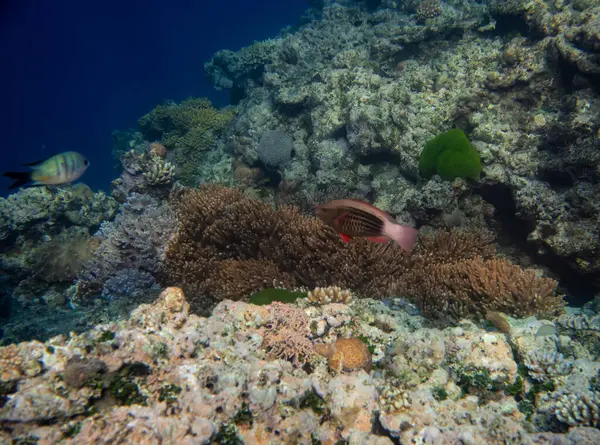 Vackert Tropiskt Korallrev Med Stim Eller Rödkorall Fisk Anthias Underbar Stockbild