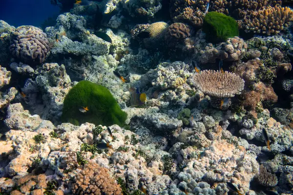 Piękna Tropikalna Rafa Koralowa Ławicą Lub Czerwonymi Koralowymi Rybami Anthias Zdjęcia Stockowe bez tantiem