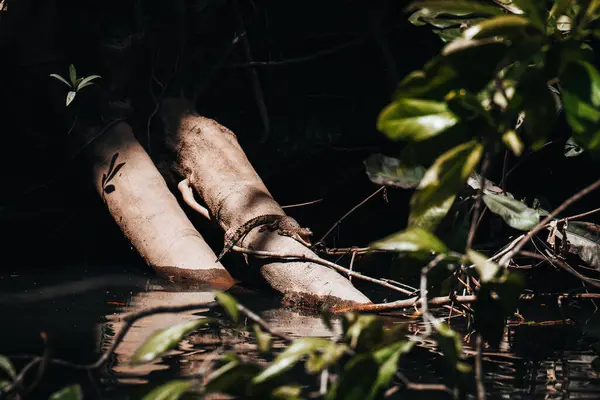 Krokodyl Wynurzający Się Wody Daintree River Daintree Rainforest Niedaleko Cairns Obrazy Stockowe bez tantiem