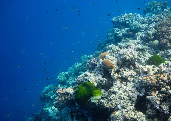 Bella Barriera Corallina Tropicale Con Pesci Corallo Rosso Secchi Anthias Fotografia Stock