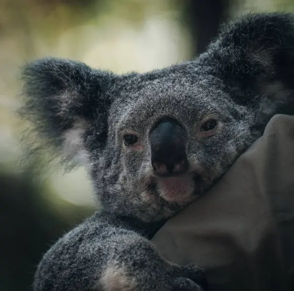 Koala Riposare Dormire Sul Suo Albero Con Sorriso Carino Australia Foto Stock