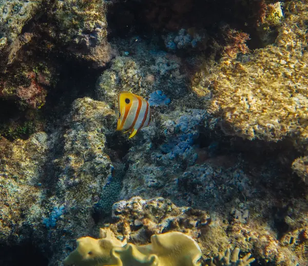 Motyl Miedziany Chelmon Rostratus Koralowe Ryby Akwariowe Podwodne Wielka Rafa Obrazy Stockowe bez tantiem