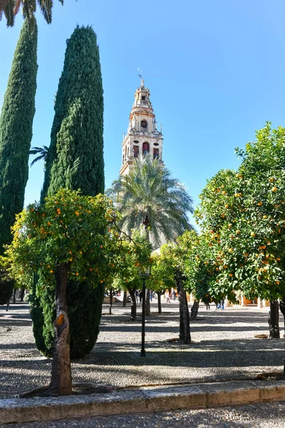 Вид Колокольню Кафедрального Собора Mezquita Cathedral Оранжевого Кофейни Patio Los — стоковое фото