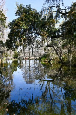 Güney Carolina, Charleston 'daki Magnolia Çiftliği ve Bahçesi. Güney 'in en eski çiftliklerinden biridir ve Ulusal Tarihi Yerler Listesi' nde yer almaktadır..