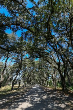 Savannah, Georgia 'daki tarihi Wormsloe Çiftliği' nde meşe ağacı boyunca uzanan İspanyol yosunu..