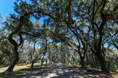 Savannah, Georgia 'daki tarihi Wormsloe Çiftliği' nde meşe ağacı boyunca uzanan İspanyol yosunu..