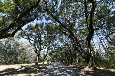 Savannah, Georgia 'daki tarihi Wormsloe Çiftliği' nde meşe ağacı boyunca uzanan İspanyol yosunu..