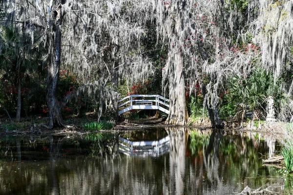 Plantacja Ogród Magnolii Charleston Karolina Południowa Jest Jedna Najstarszych Plantacji — Zdjęcie stockowe