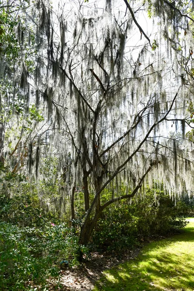 Magnolia Plantation Garden Charleston Carolina Sul Uma Das Plantações Mais — Fotografia de Stock