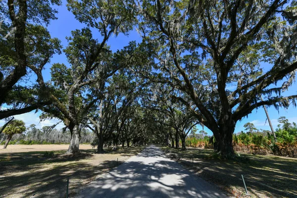 Spanish Moss Oak Tree Lined Road Historic Wormsloe Plantation Savannah — Stock Photo, Image